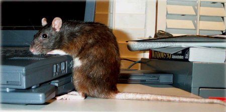 Rosebuns, the rat of the week at the Rat Fan Club.